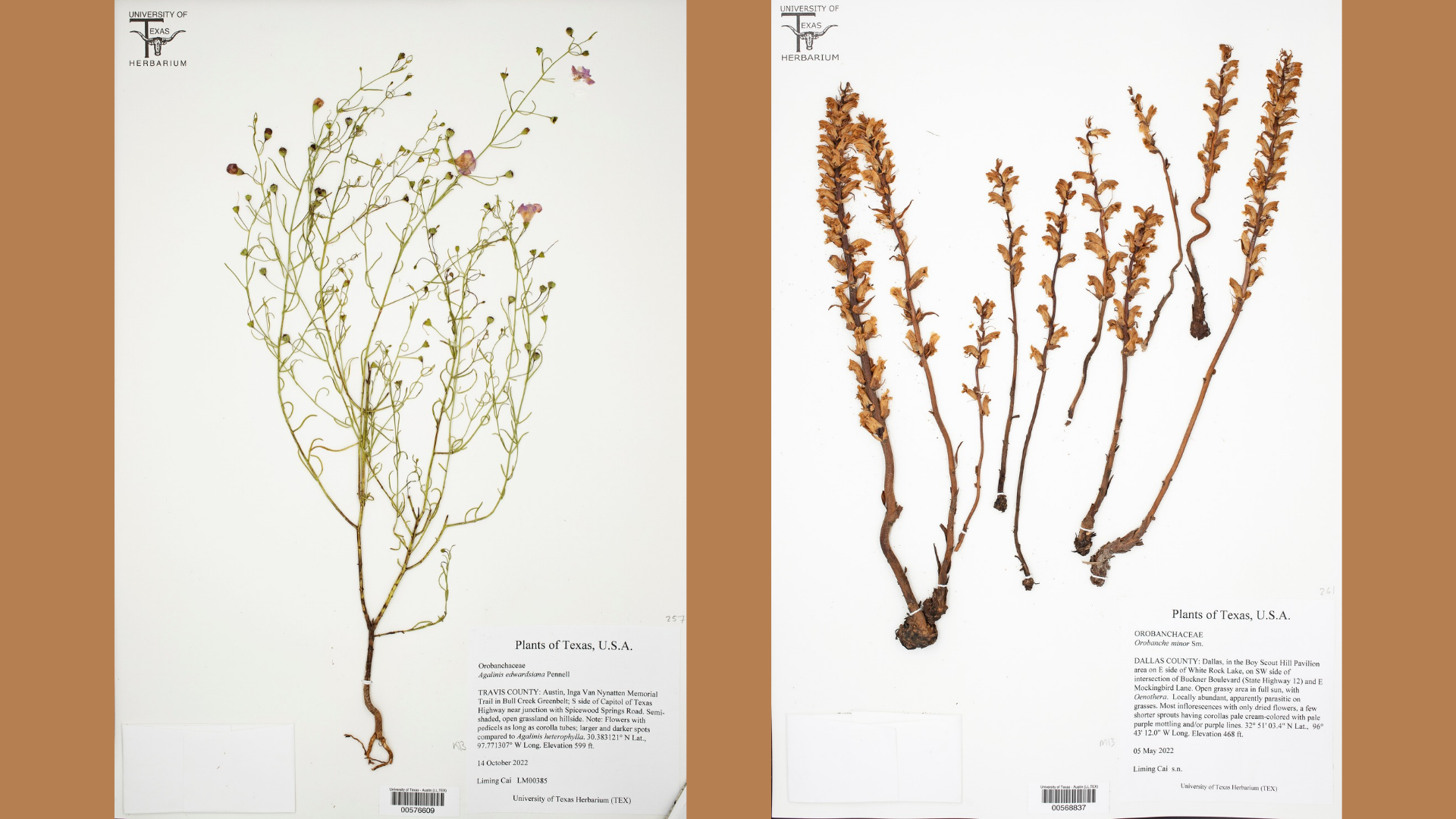 two side by side images of dried preserved herbaria specimens