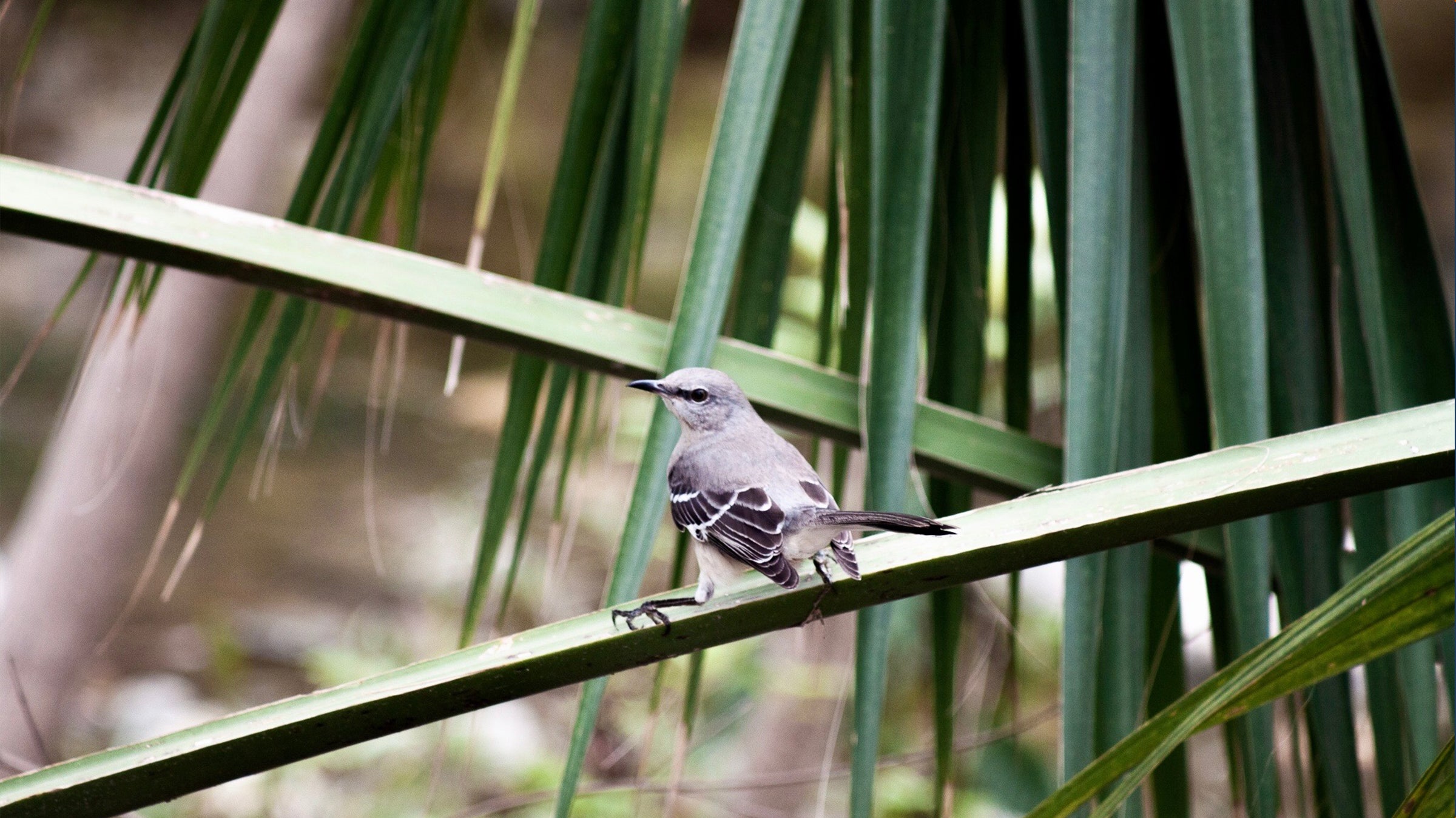 mockingbird