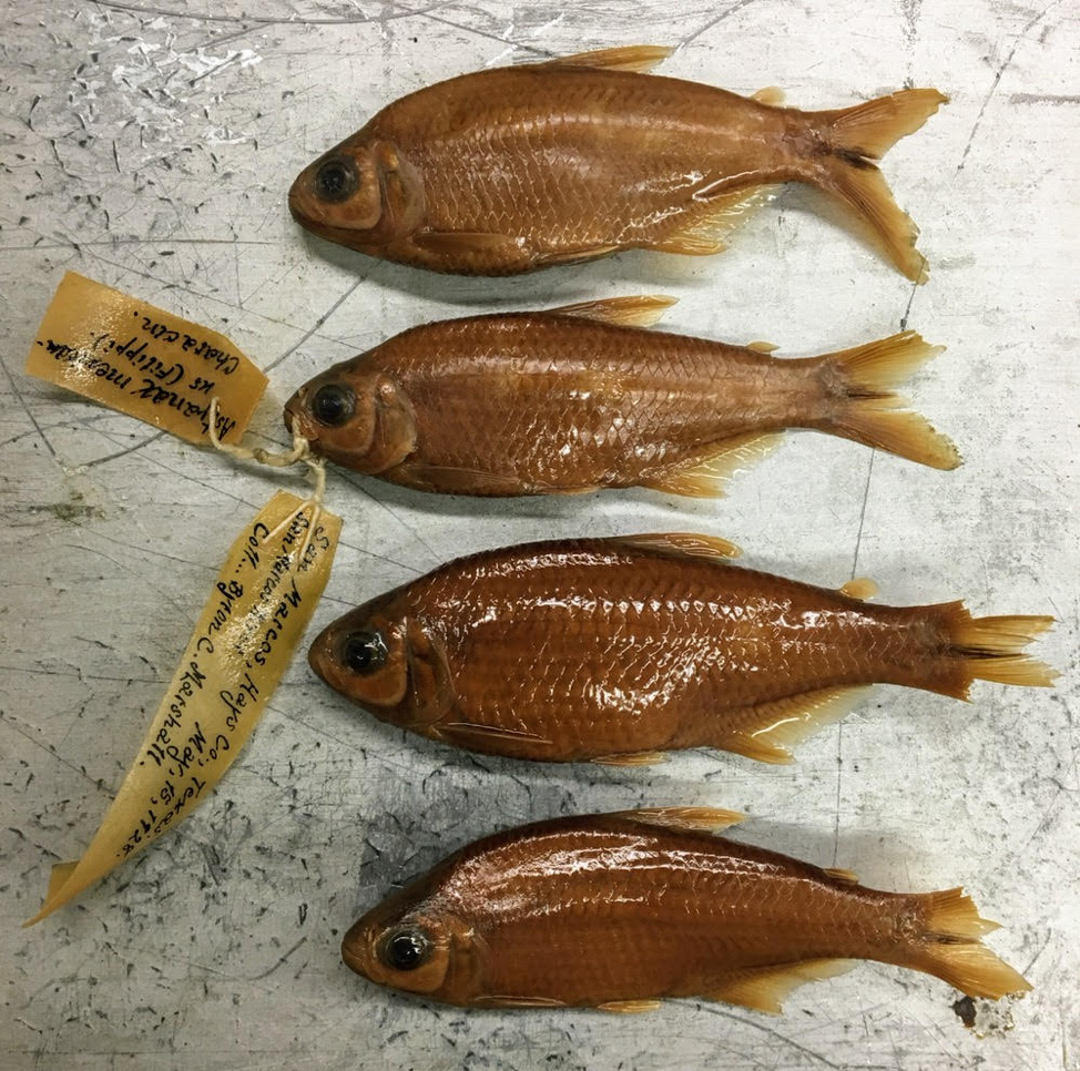 fish