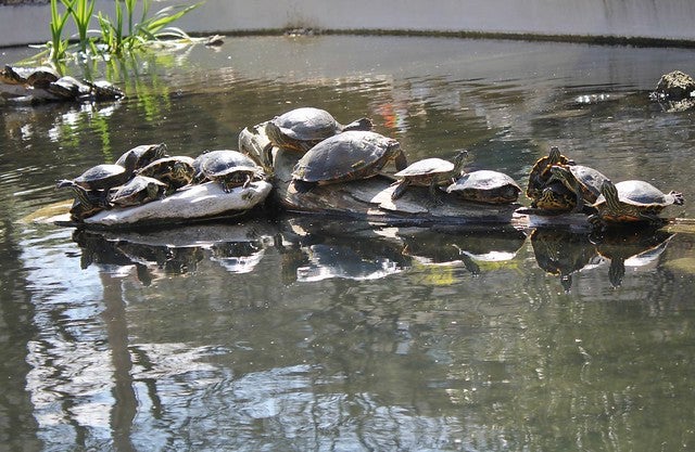turtle party