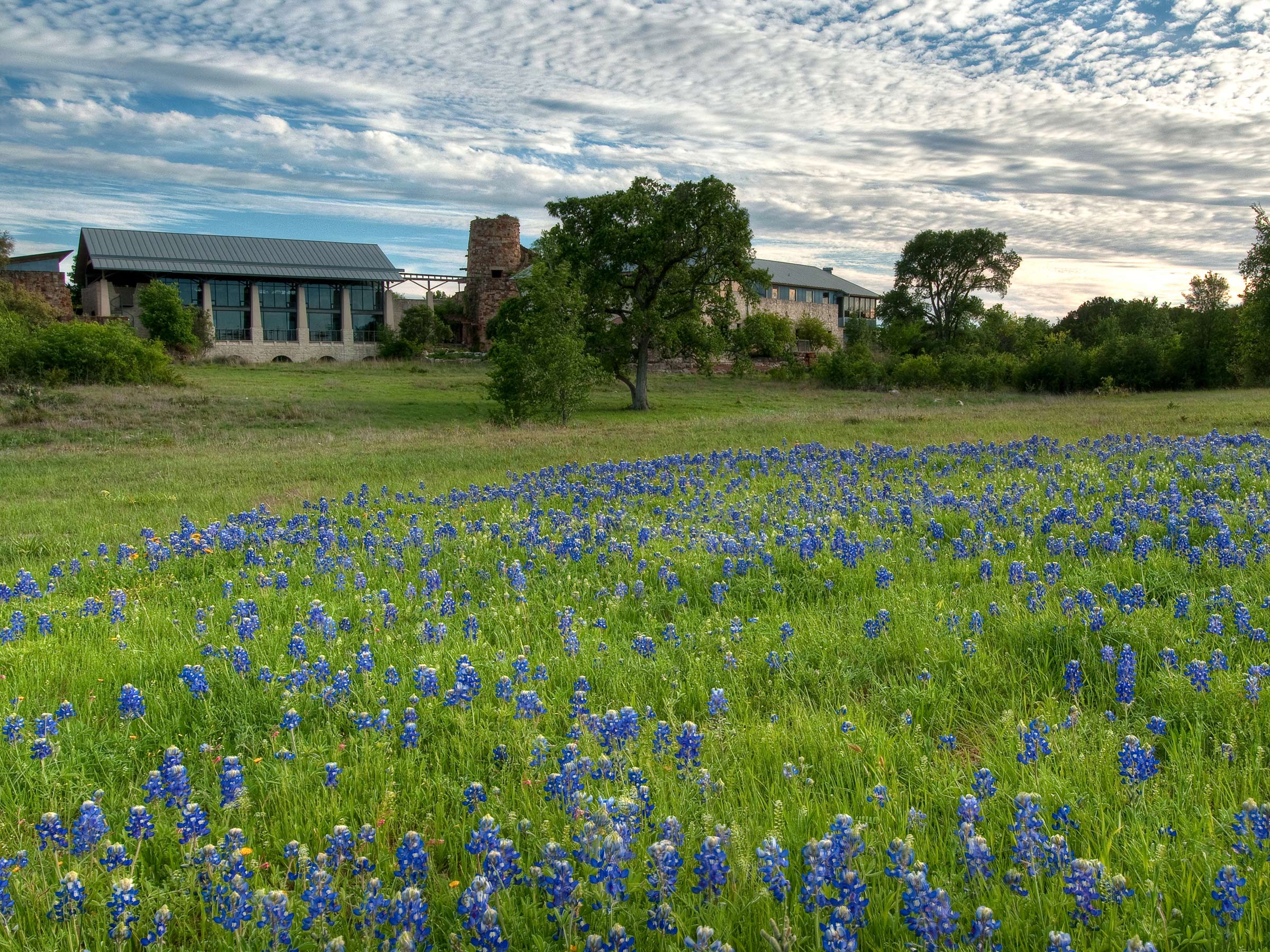 A photo of the Wildflower Center's facilities with a field of bluebonnet flowers in the foreground.