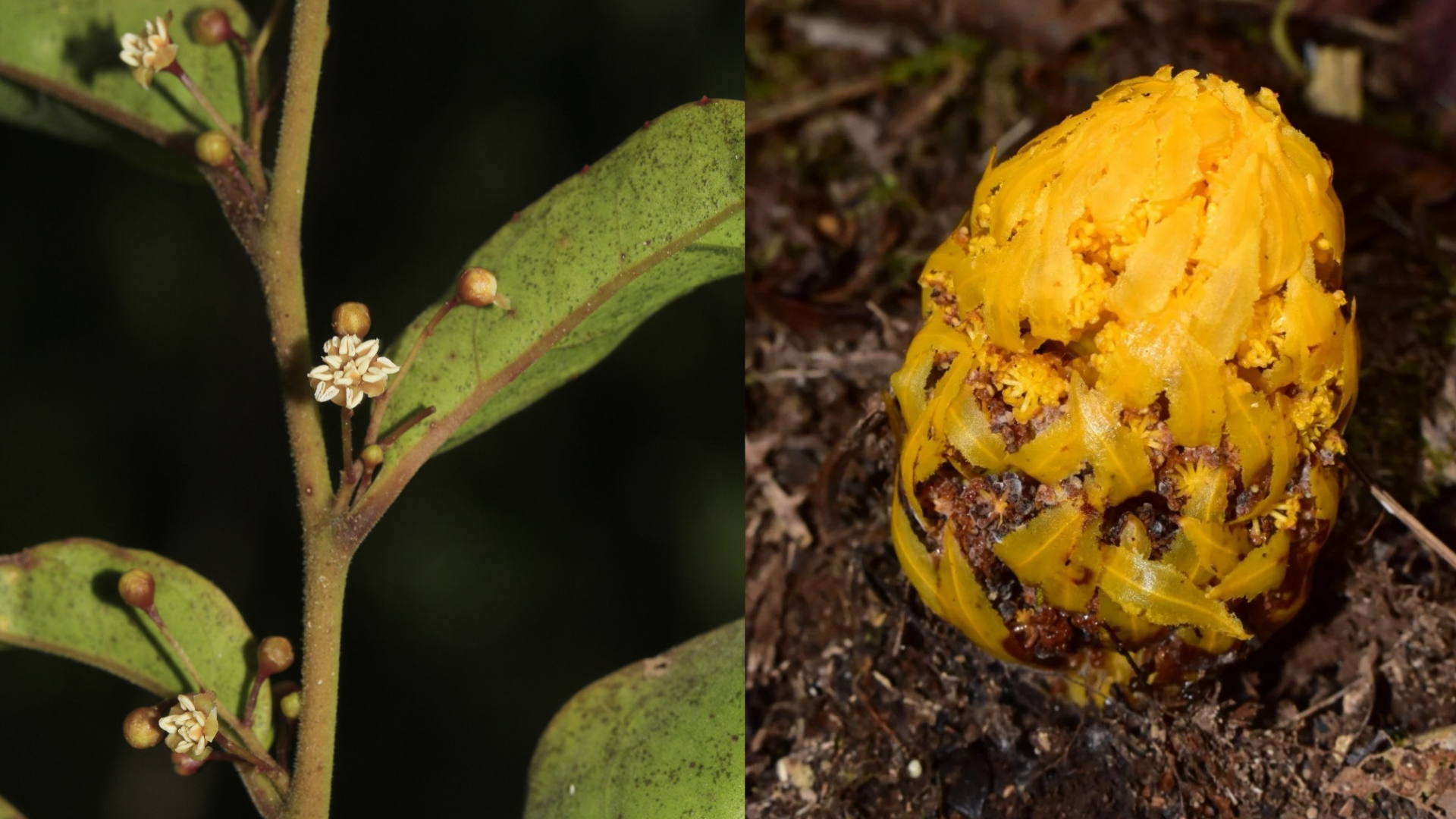 side by side images of the plant amborella (flowering) and hachettea (yellow)