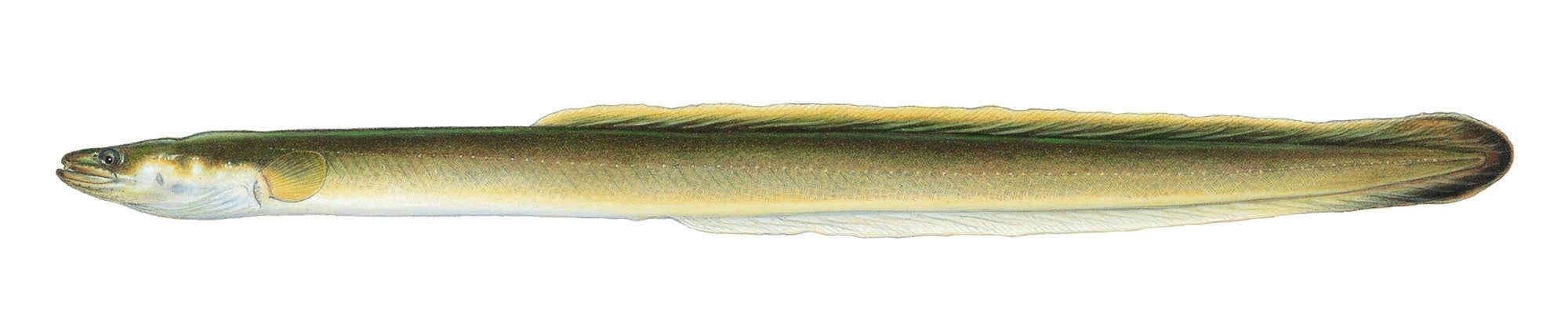 eel