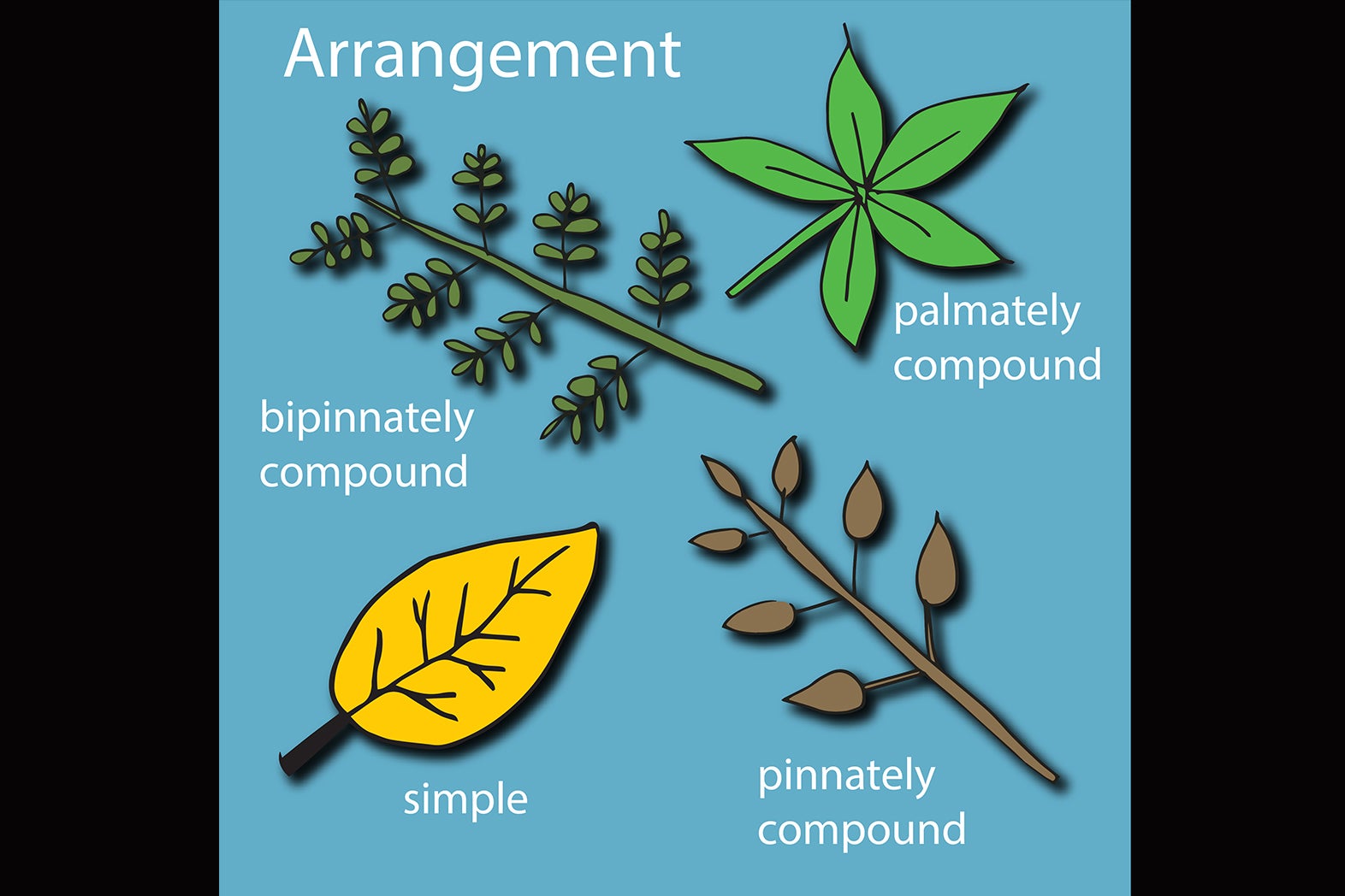 arrangement