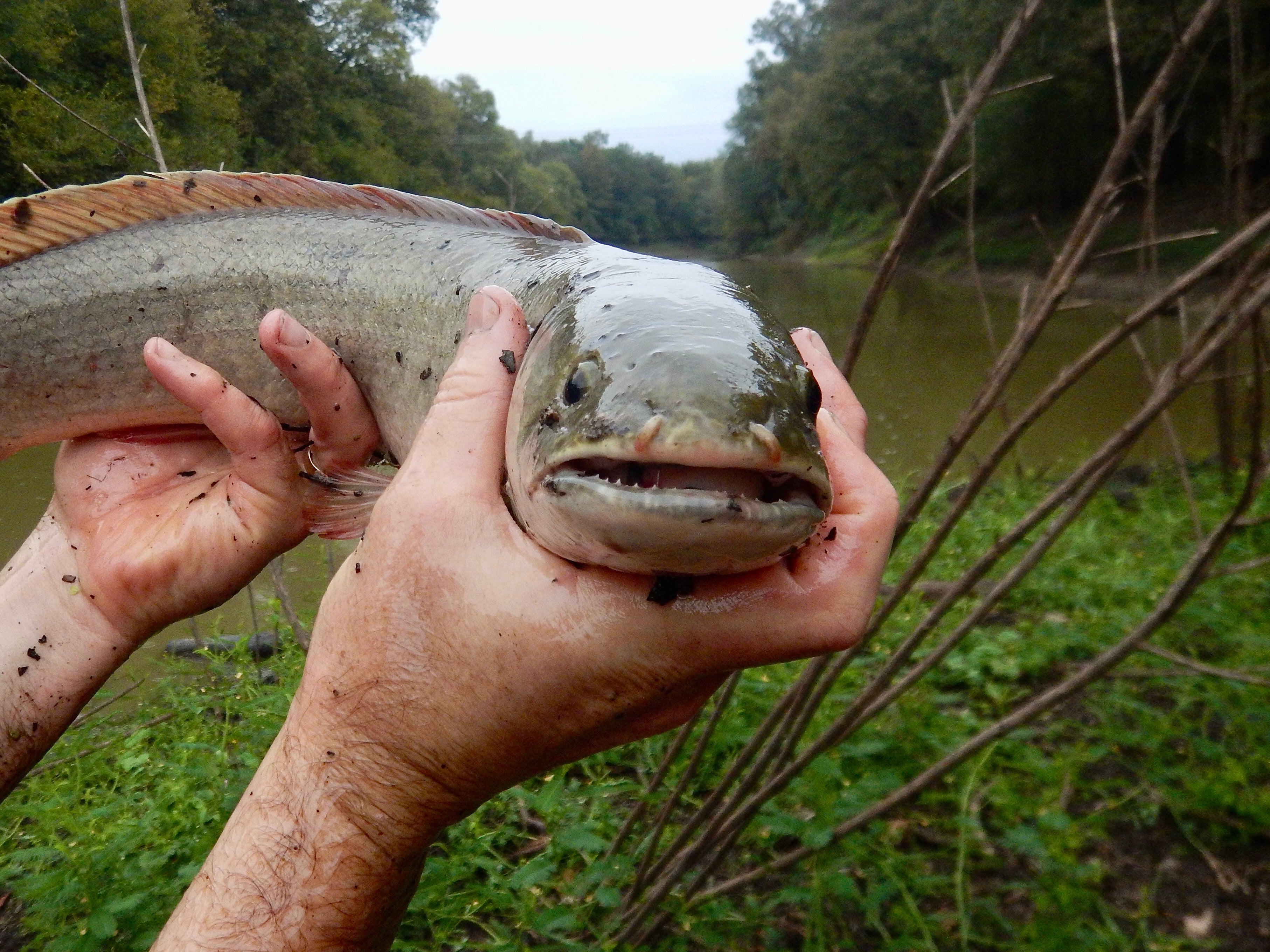 bowfin