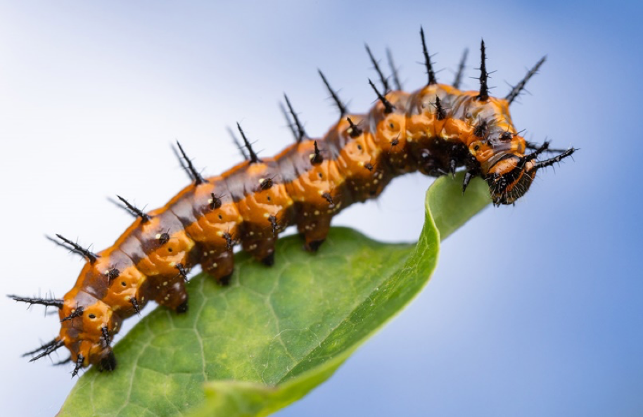 caterpillar