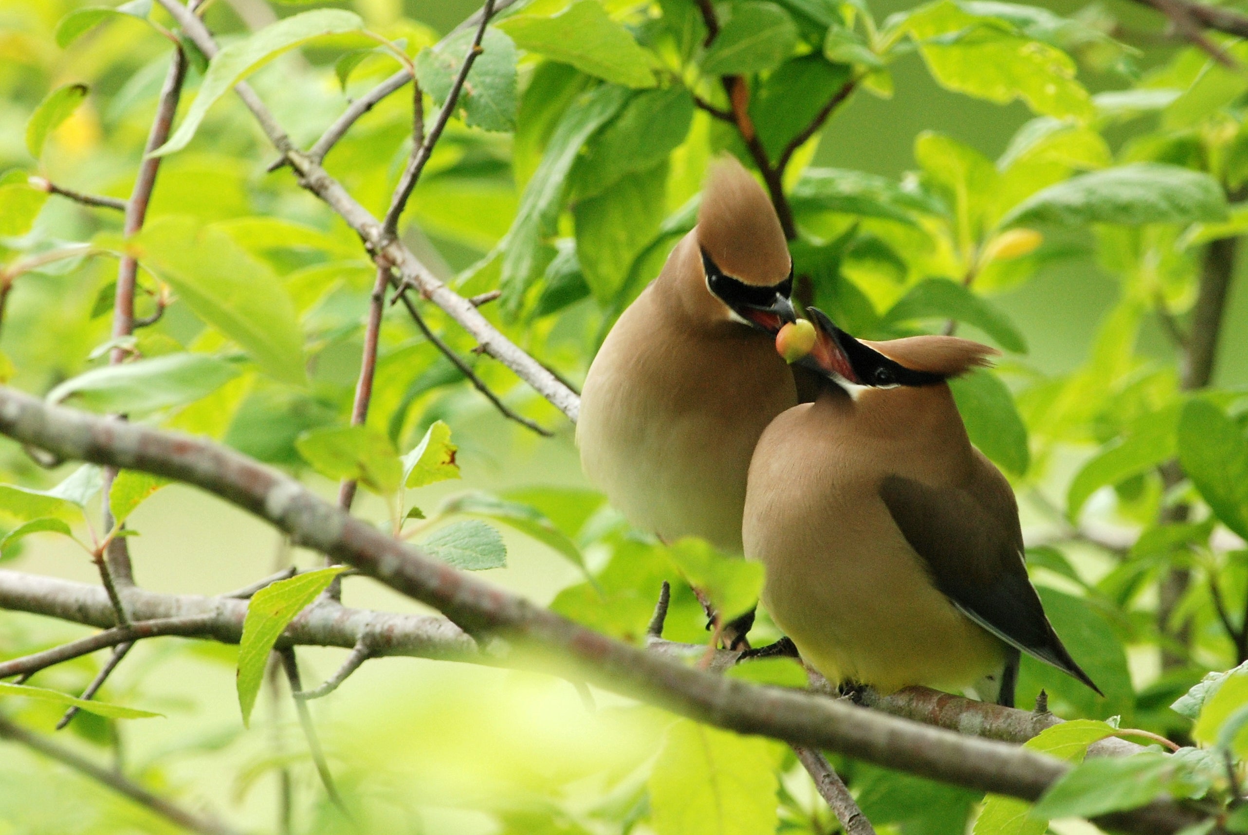 cedar-waxwing