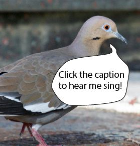 click