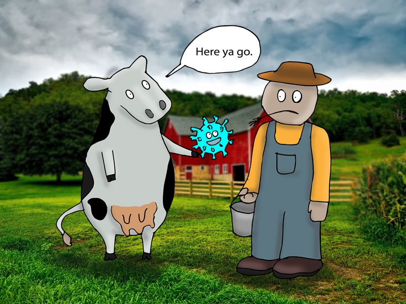cowvirus