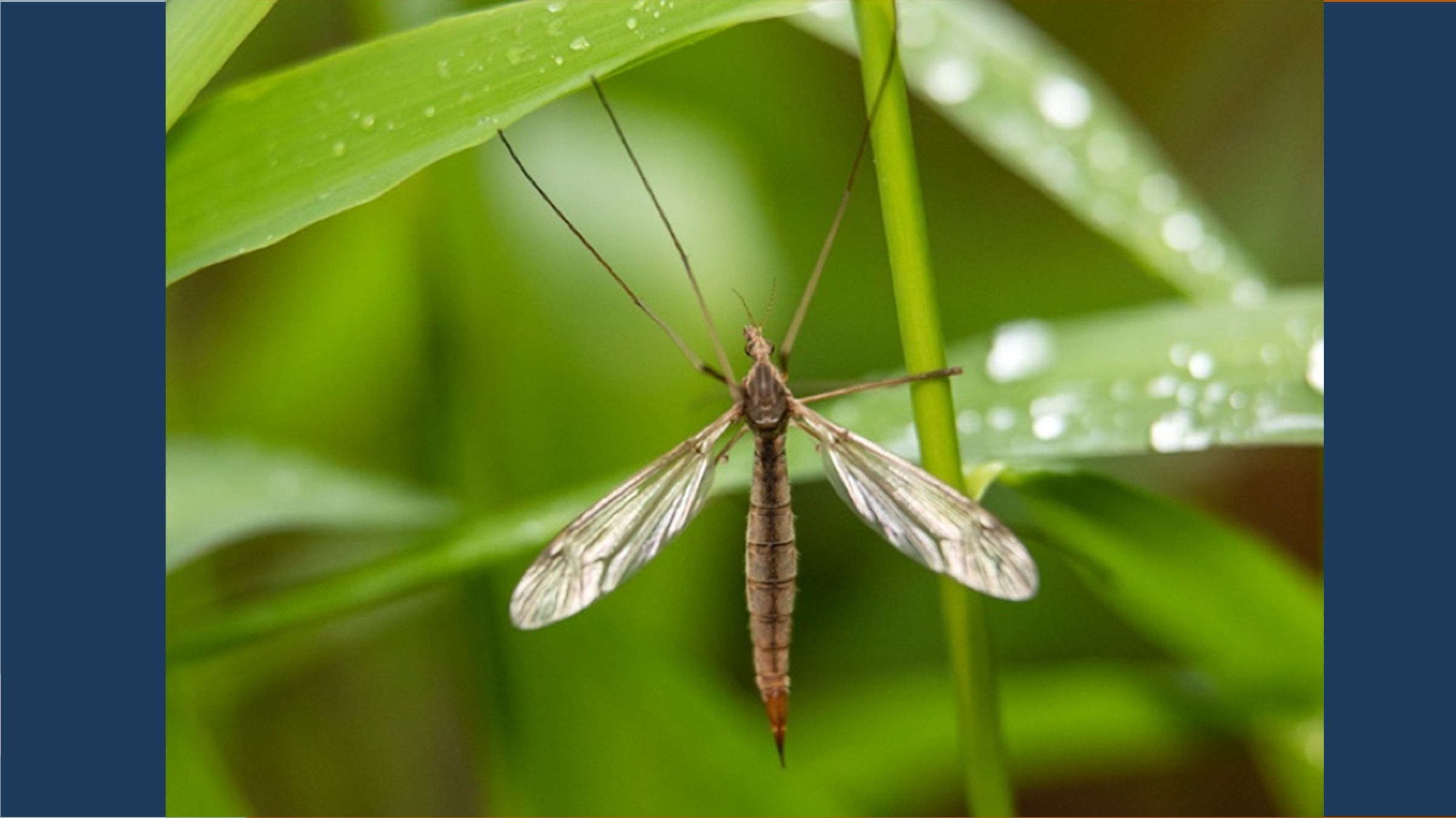 cranefly