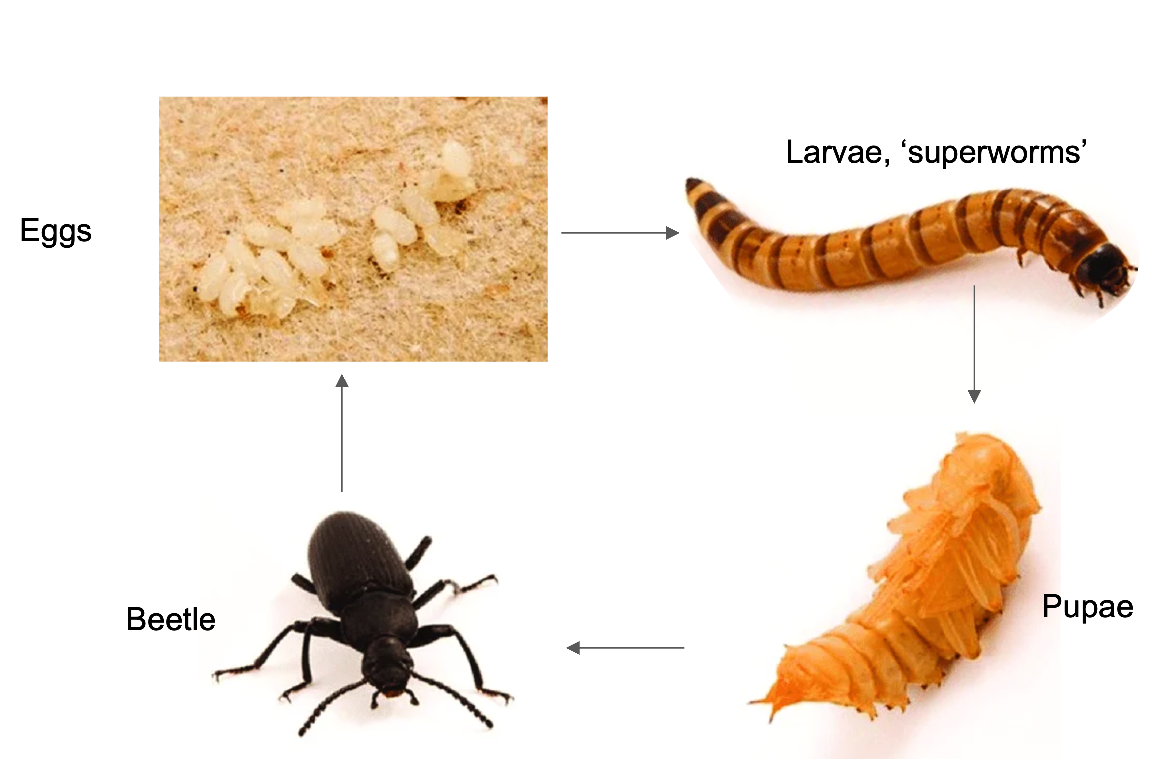 lifecycle