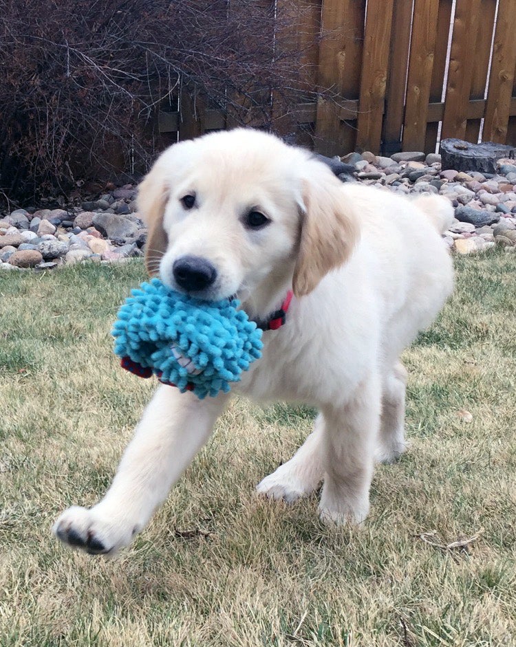 dog