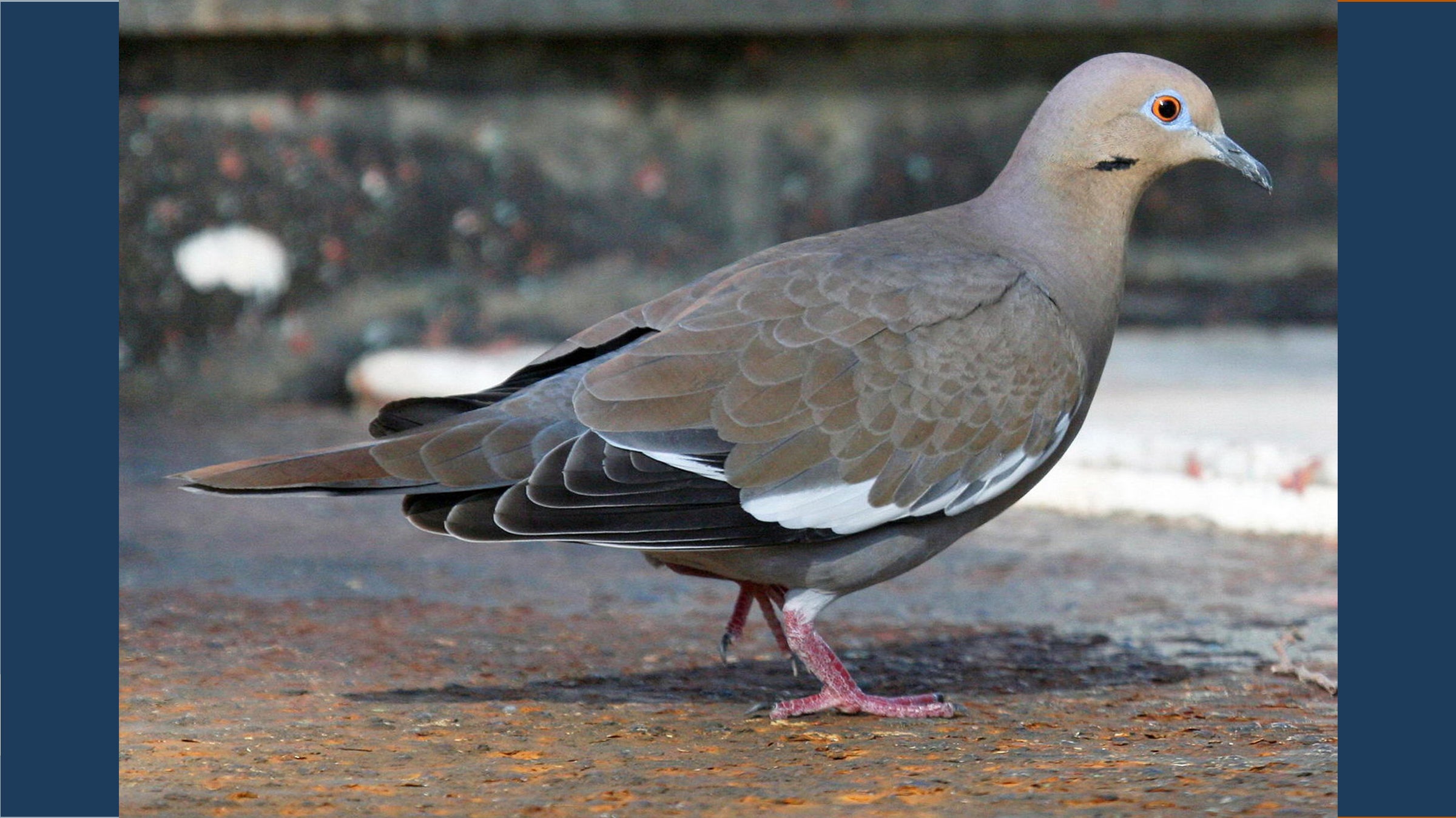 dove