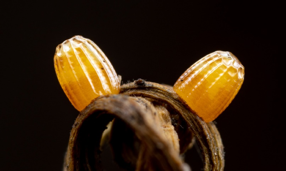 eggs