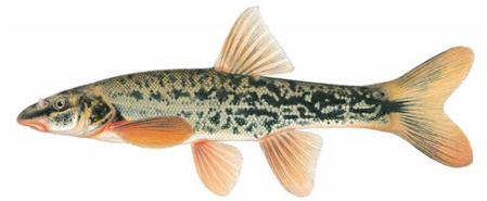 fish1