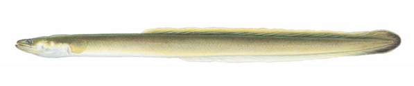fish2