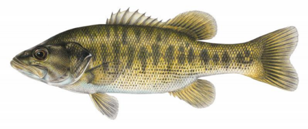 fish3
