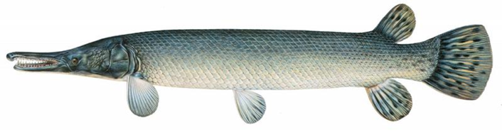 fish4