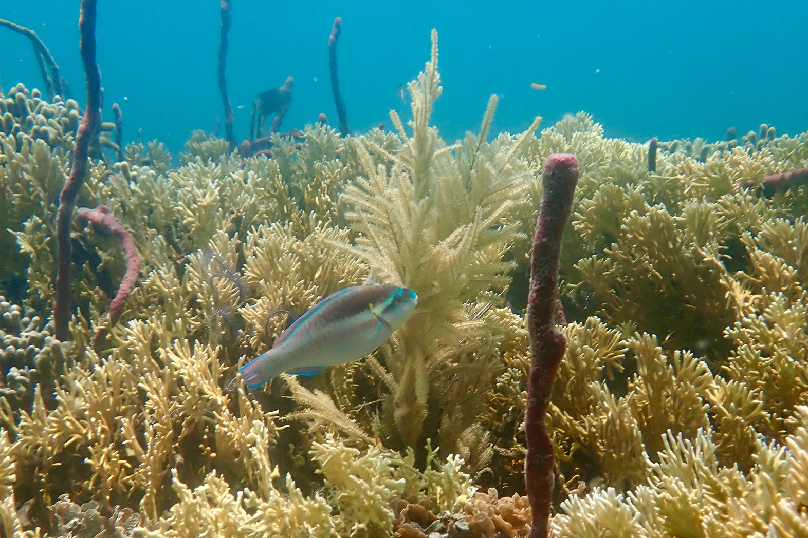 fish