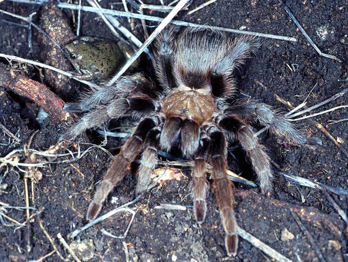 tarantula