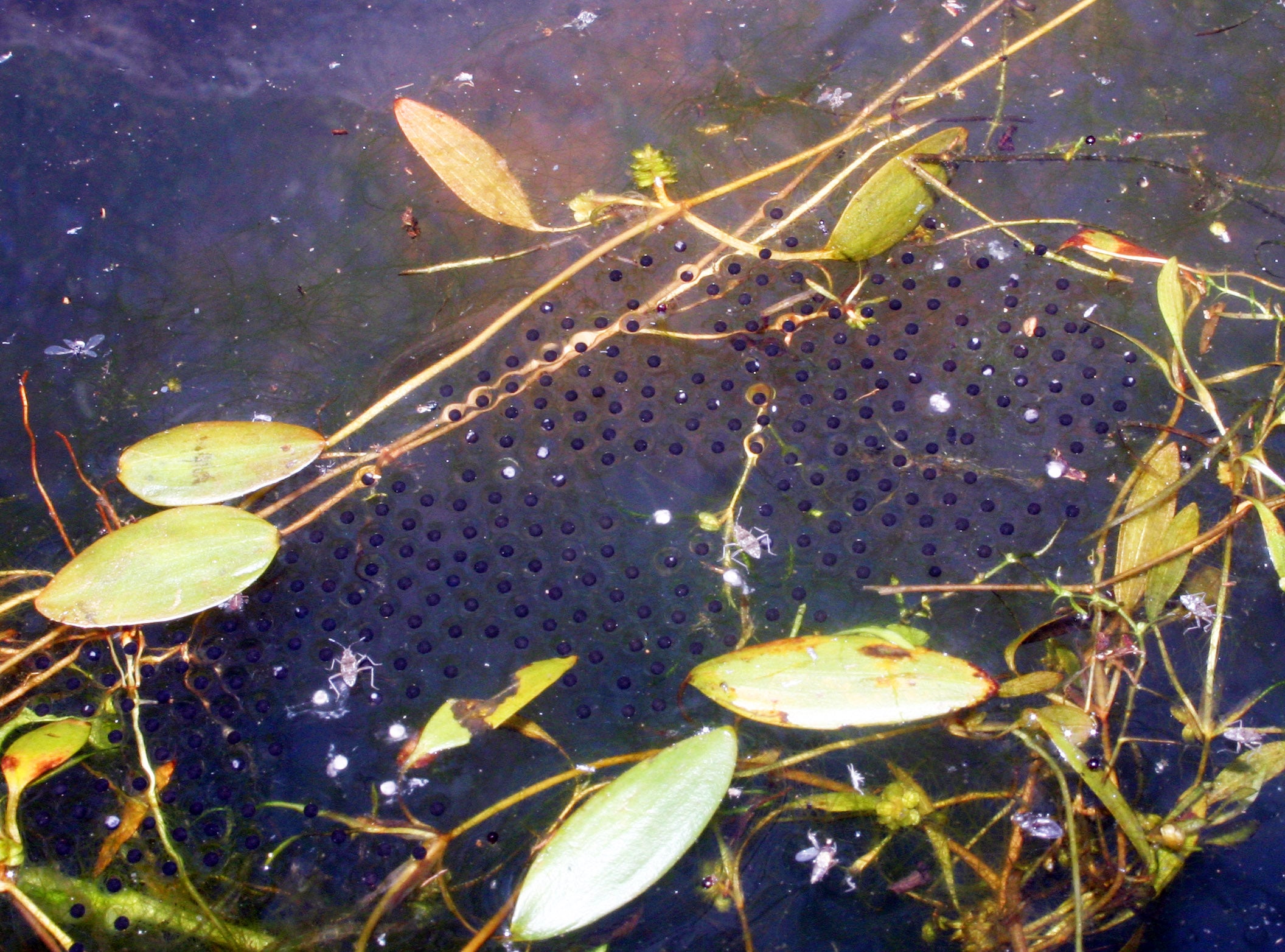 eggs