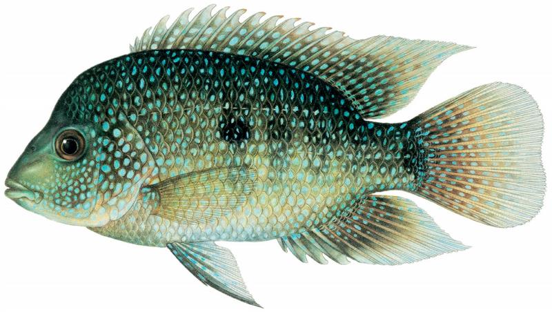 cichlid