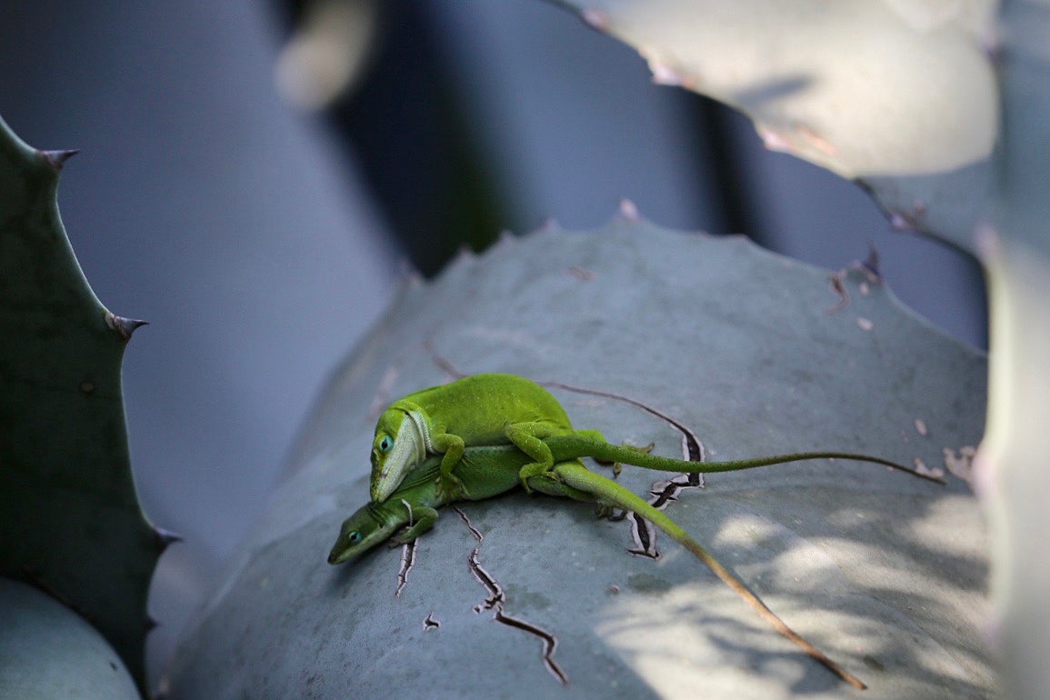 anoles