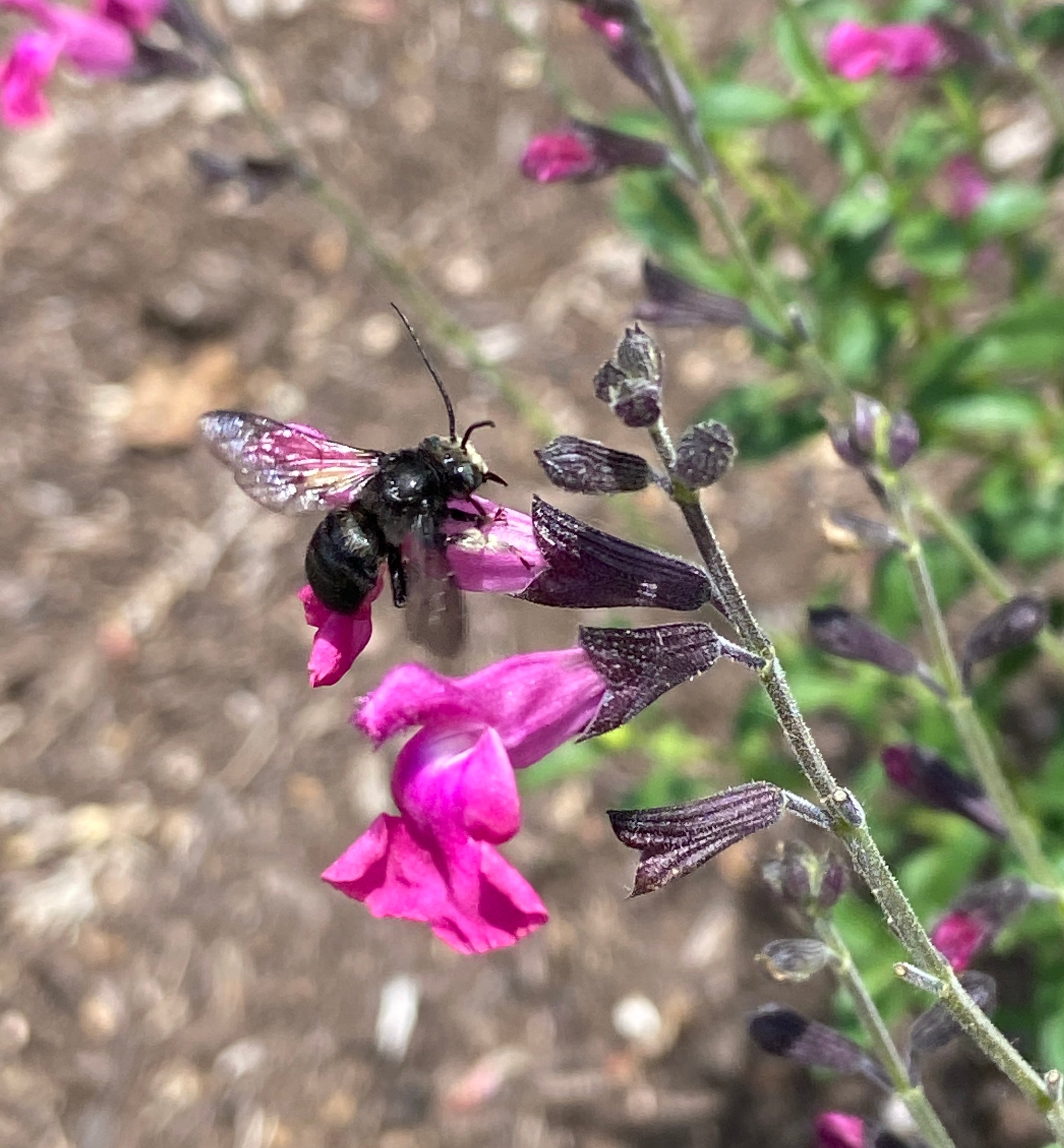 Longhorn bee. One of Leeah's study subjects.