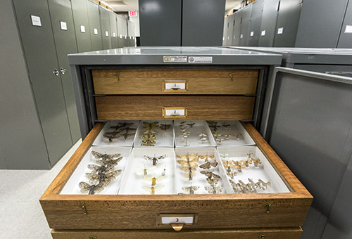 A drawer of preserved insects