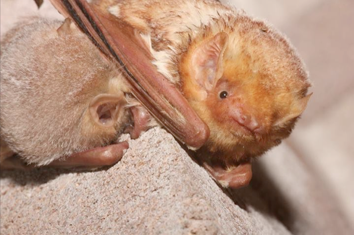 lasiurus
