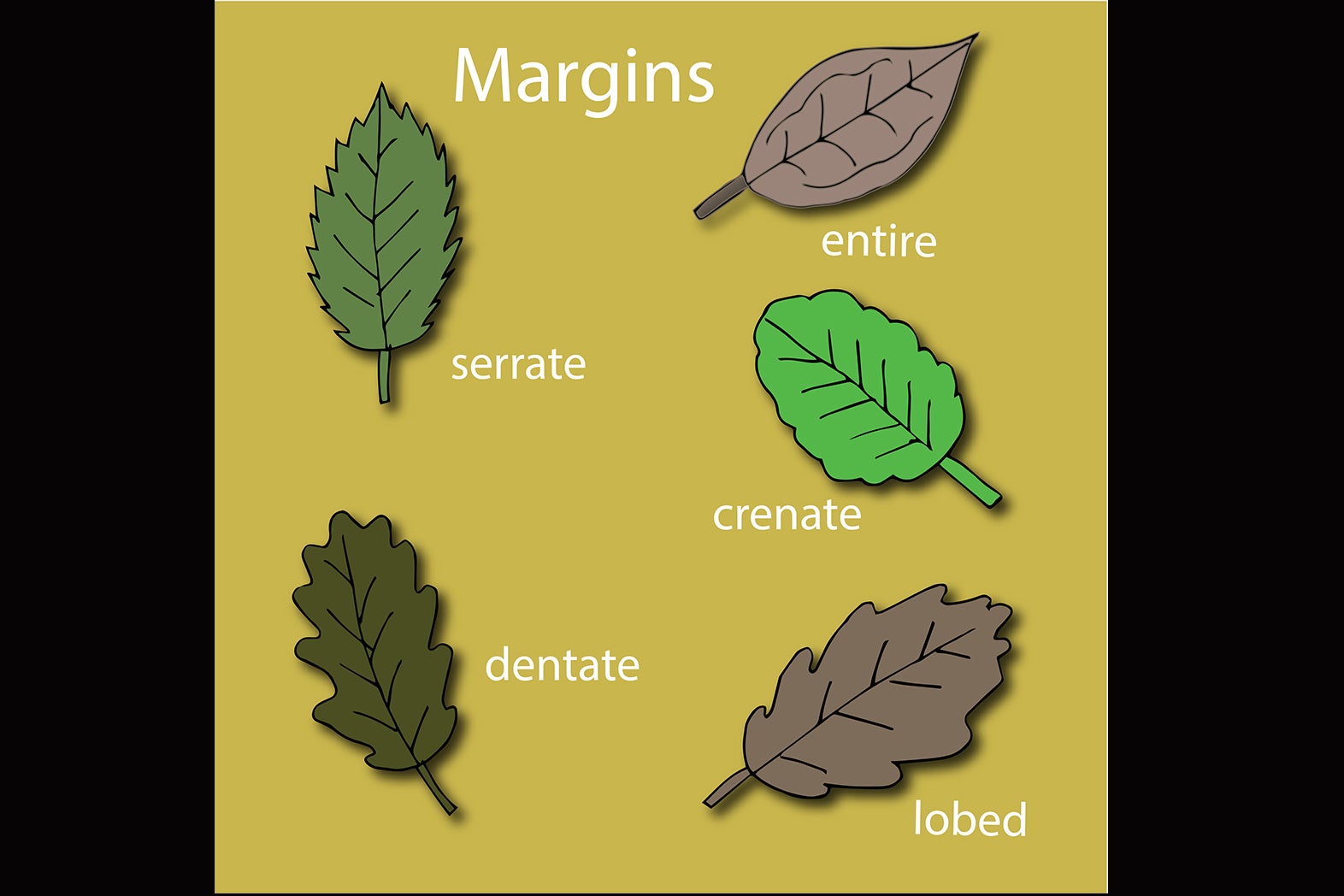 margins