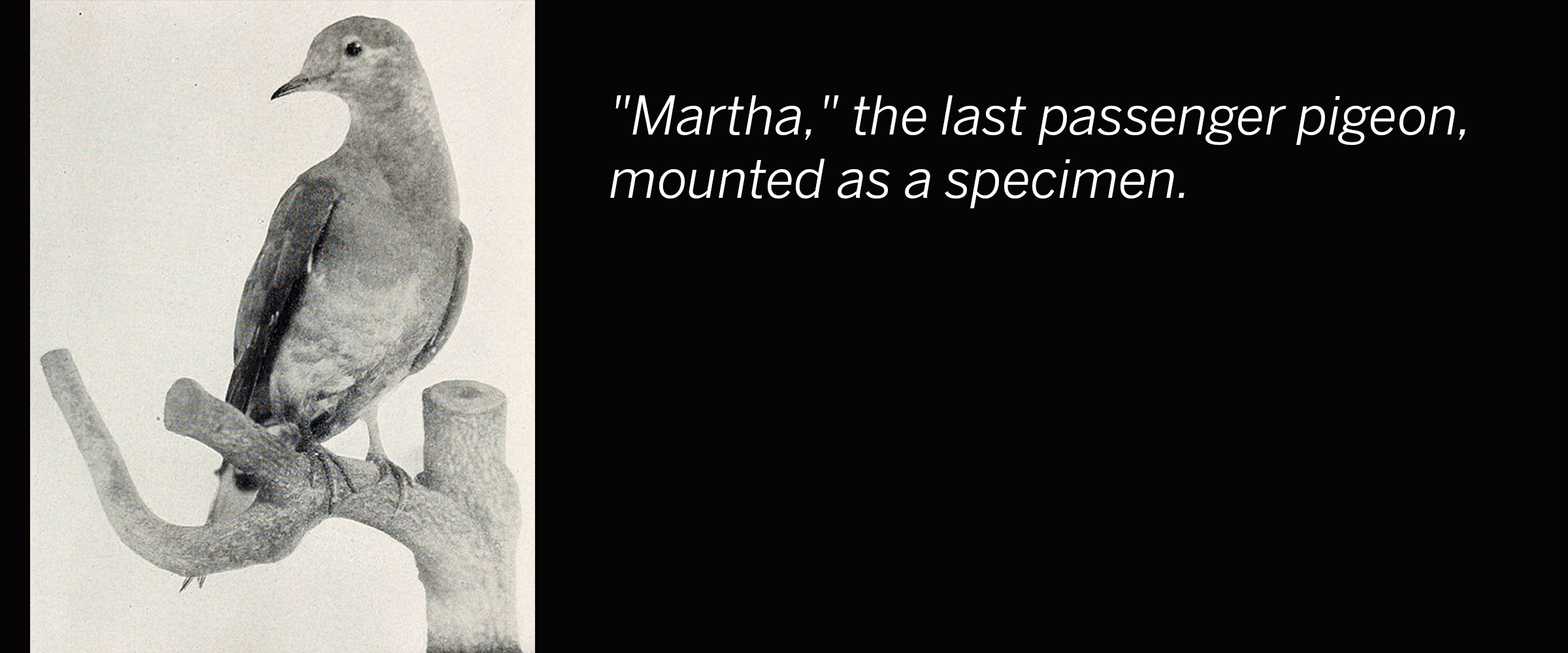 martha