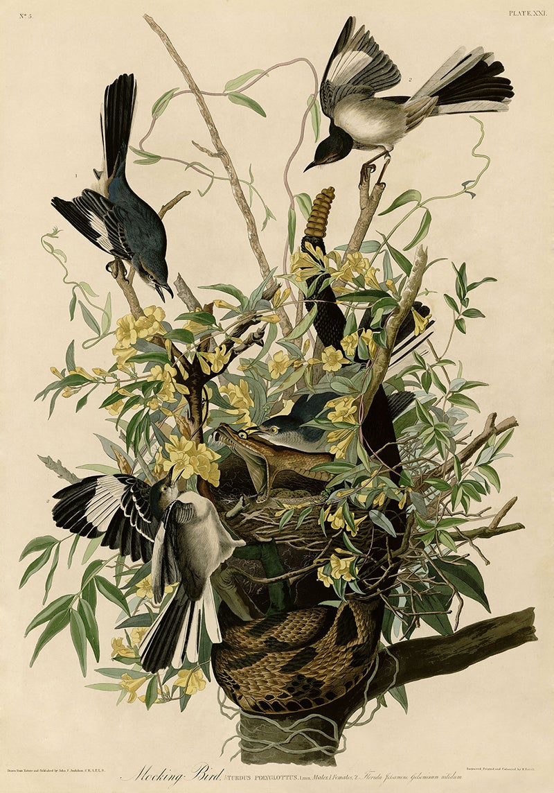 mockingbird