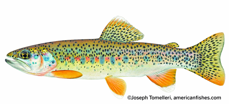 trout