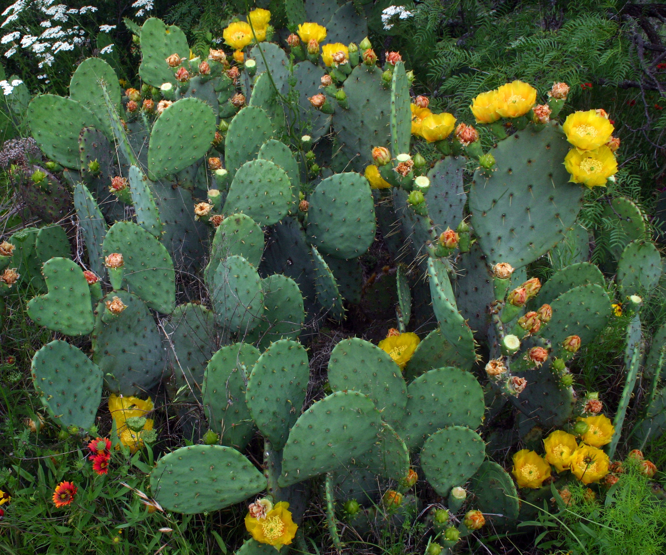 opuntia.engelmannii