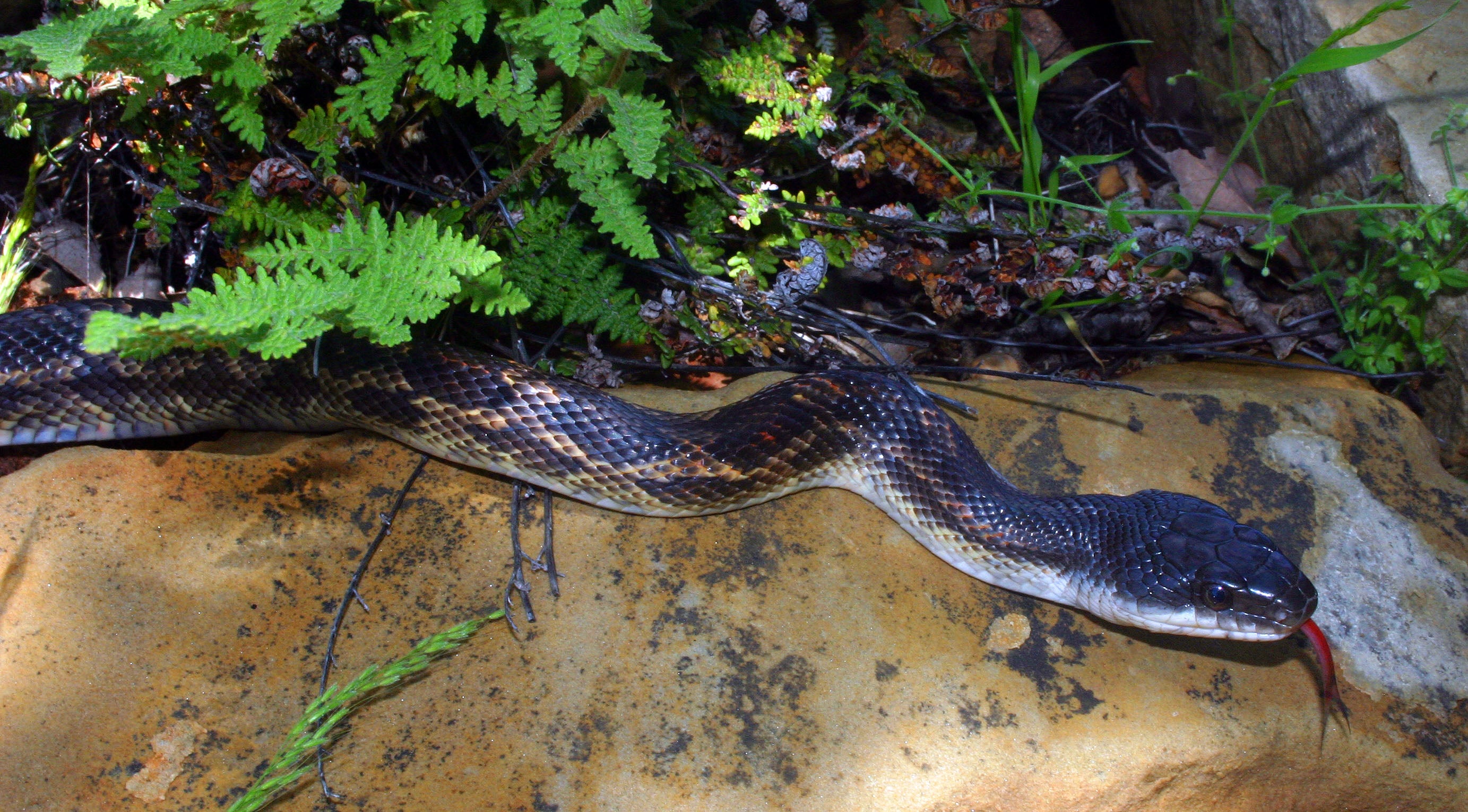 snake