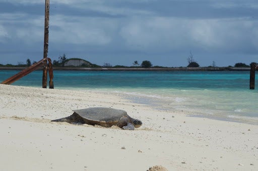 turtle