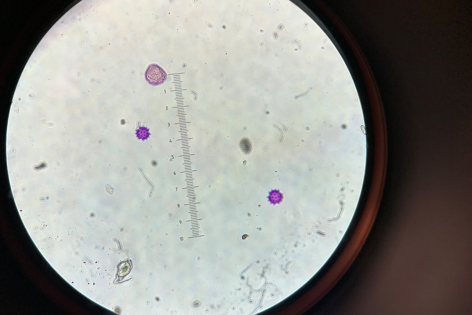 pollen