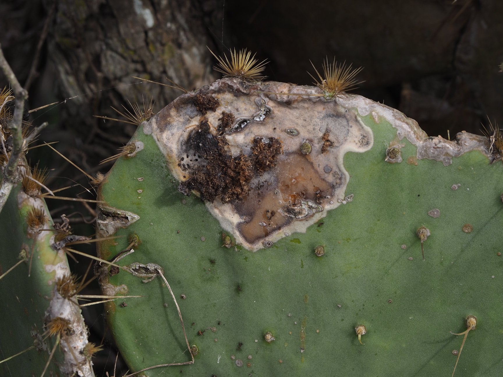 poor-cactus2