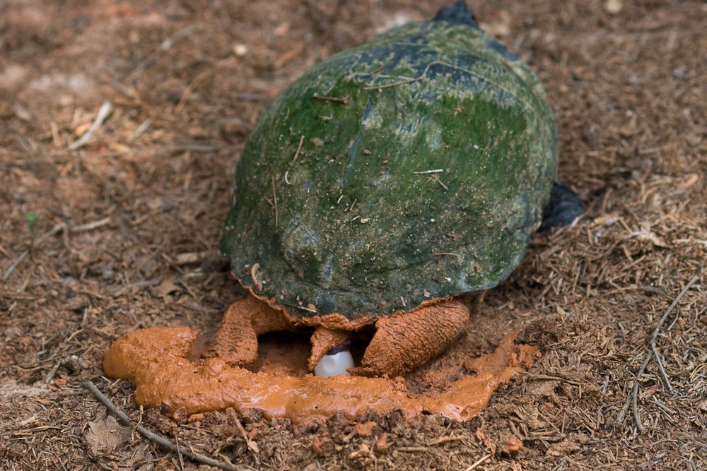 egg