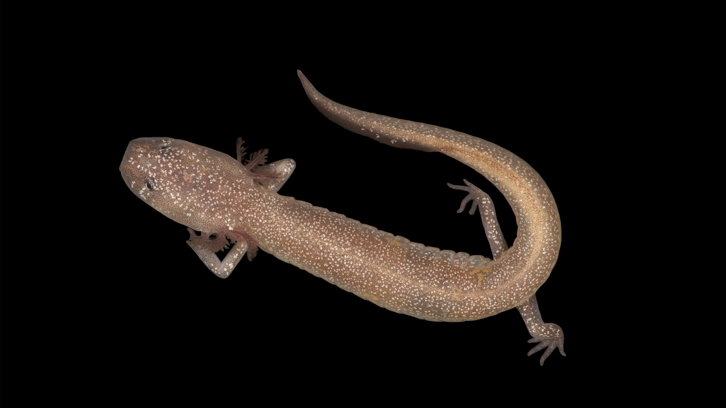 salamander