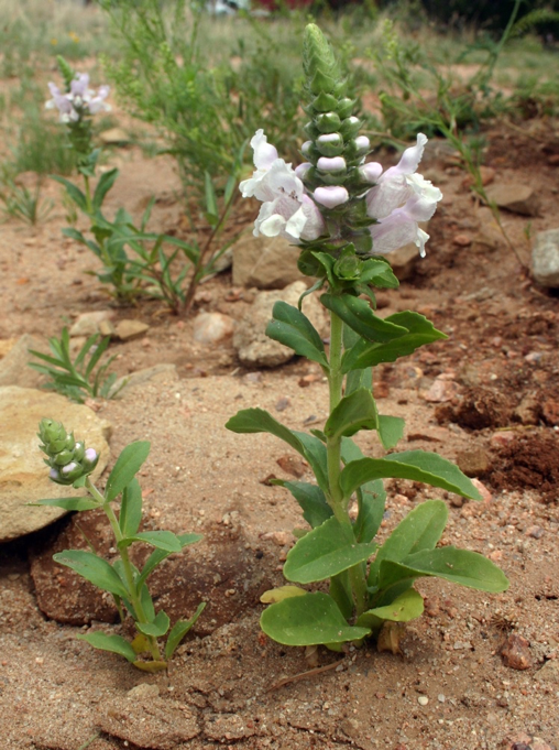 sandmint
