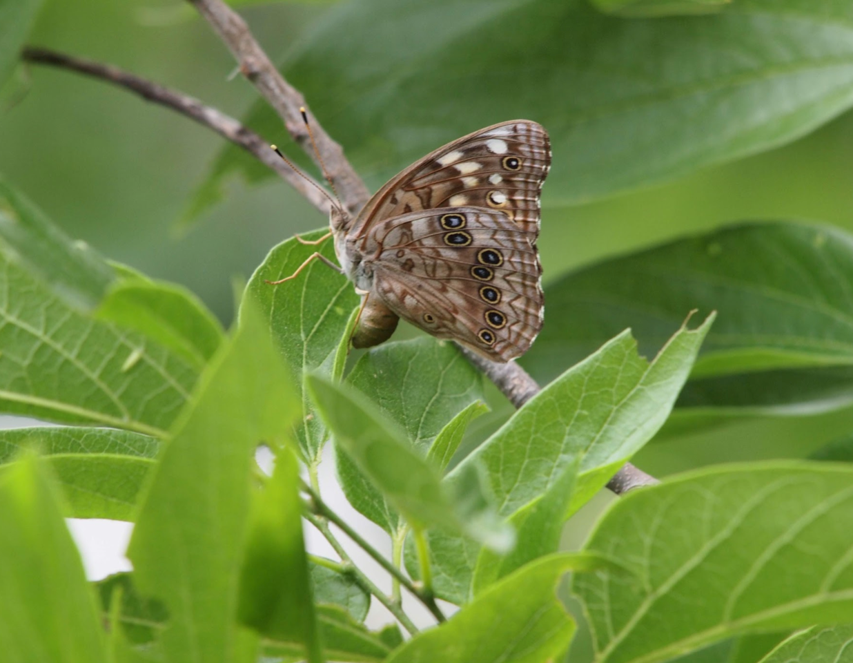 butterfly