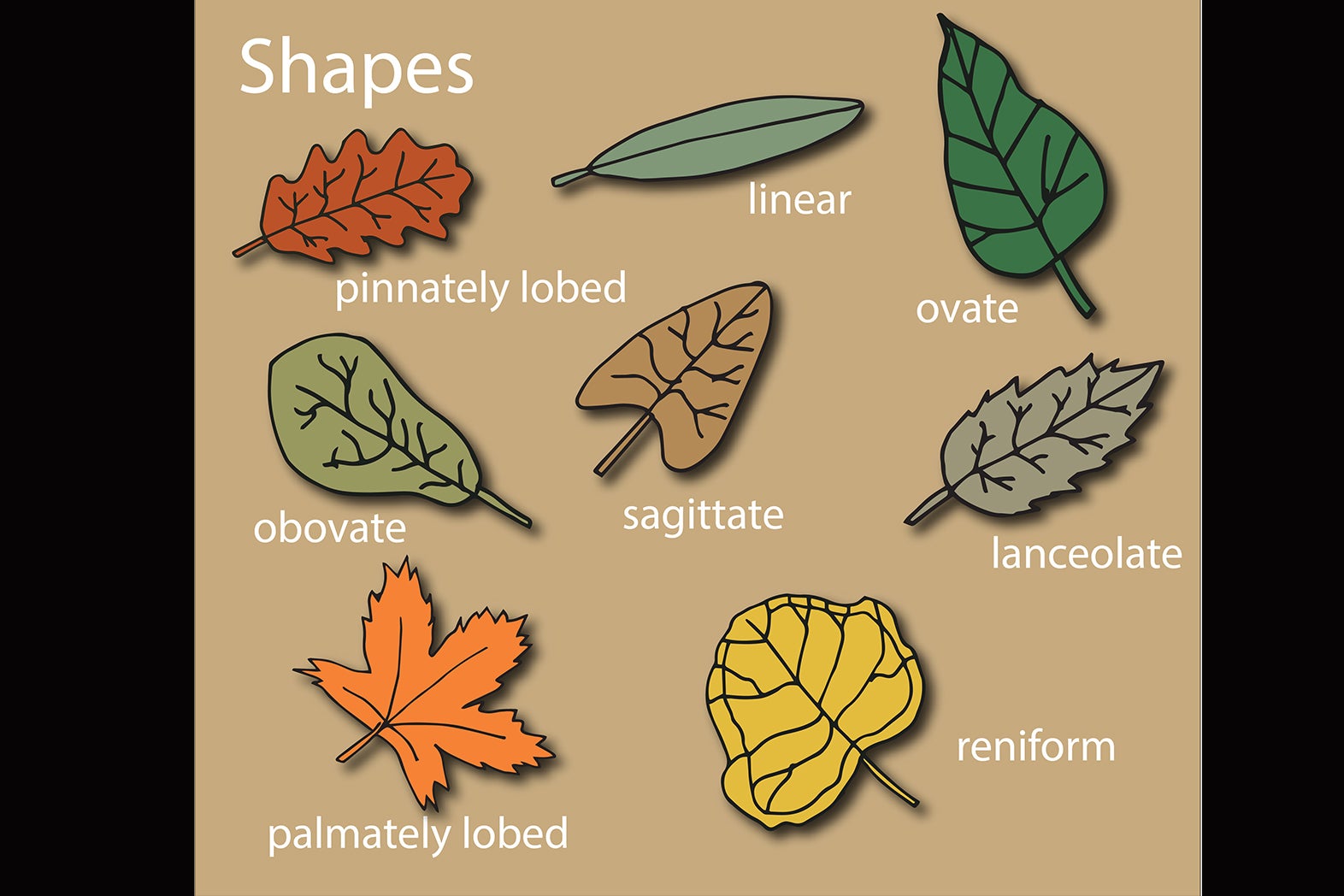 shapes