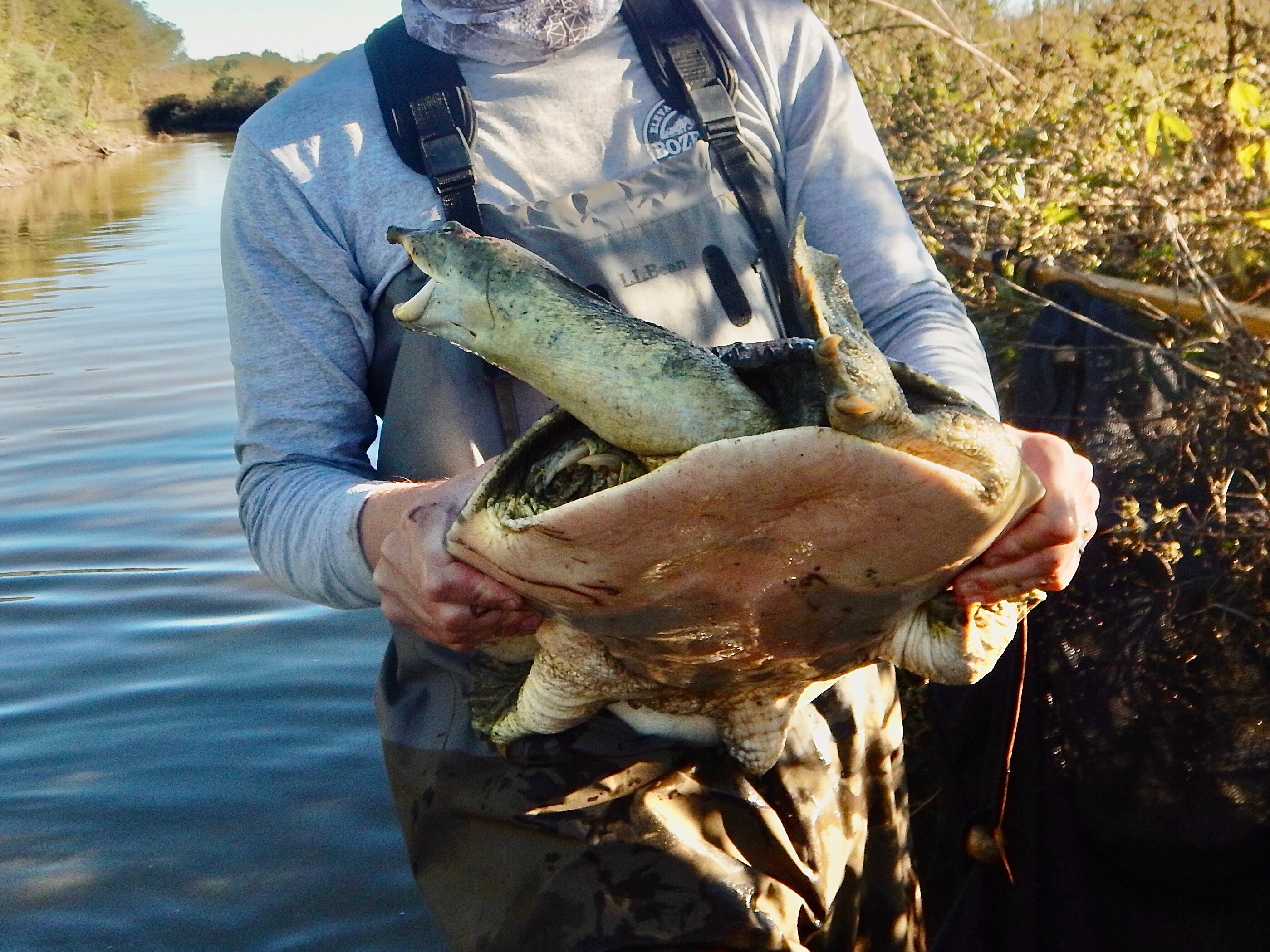 softshell