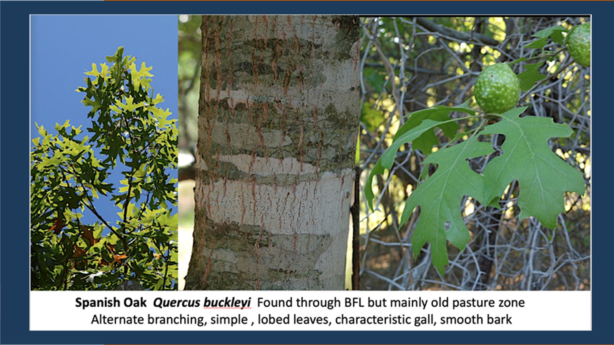 spanish-oak