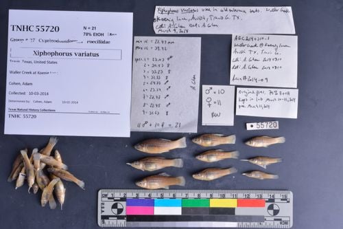 specimen