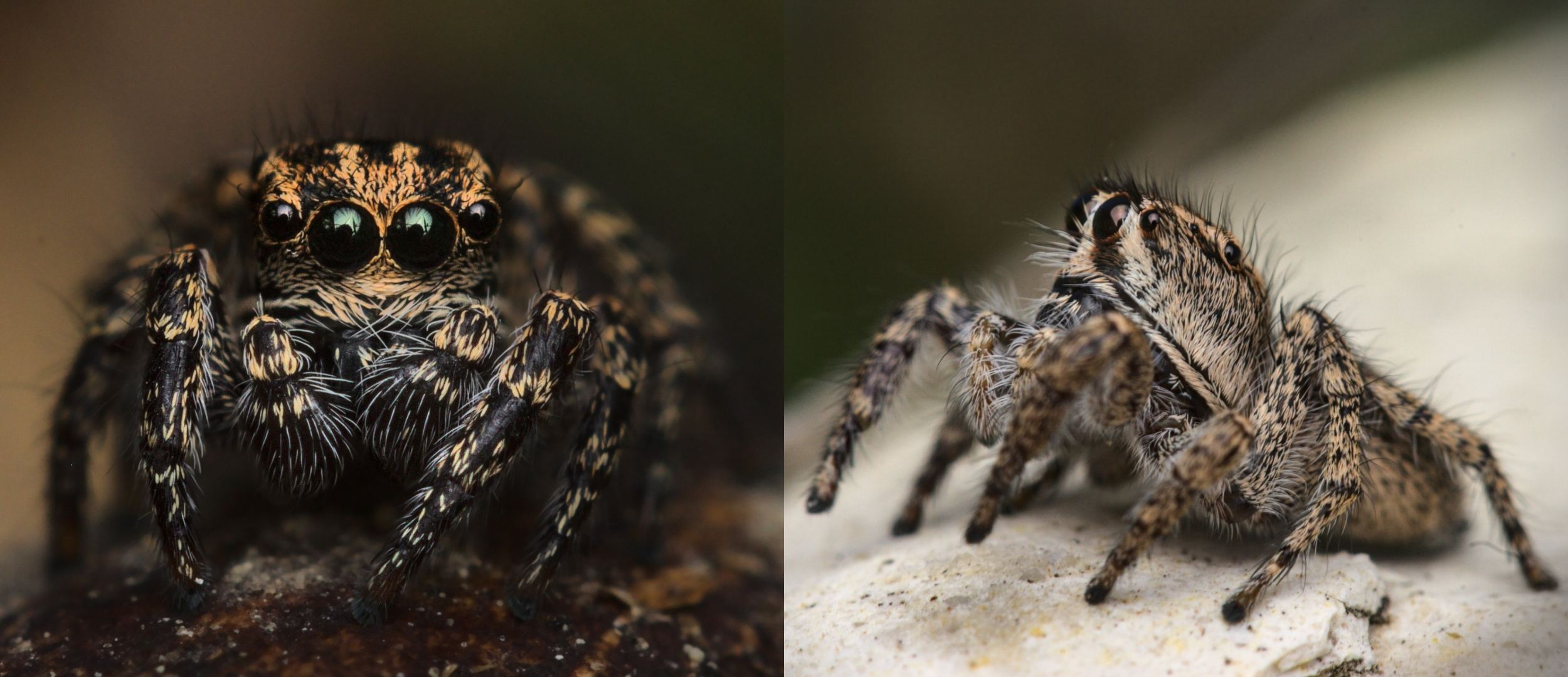 Paradise jumping spiders (Habronattus falax and Habronattus cognatus)