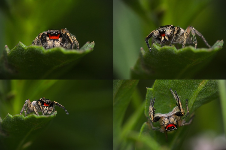 A series of four pictures of a jumping spider