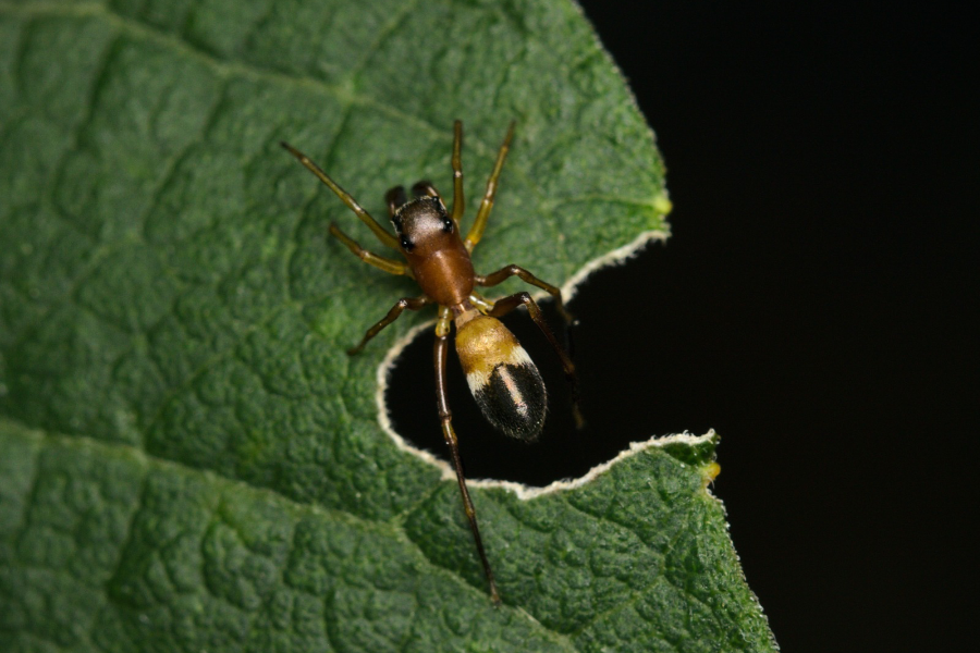 an ant-mimicking spider on a leaf